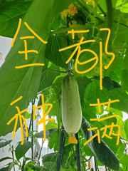 把修真界种满后